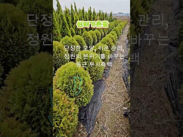커페입구 주택입구에  둥근서양측백인 부시측백 특가분양중   #화성나무농장 #윈터가든팜#둥근서양측백 #둥근측백