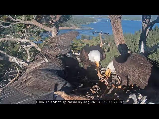 Afternoon, Jackie and Shadow bring dinner 16.06.2025 @FOBBVCAM