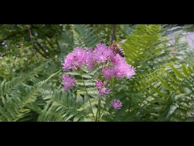 Ein Garten für Wildbienen