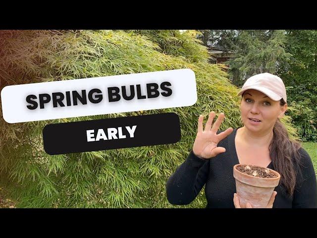  How to Force Spring Bulbs 