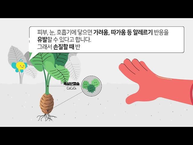 토란을 먹고 통증과 구토 증상이 있어요
