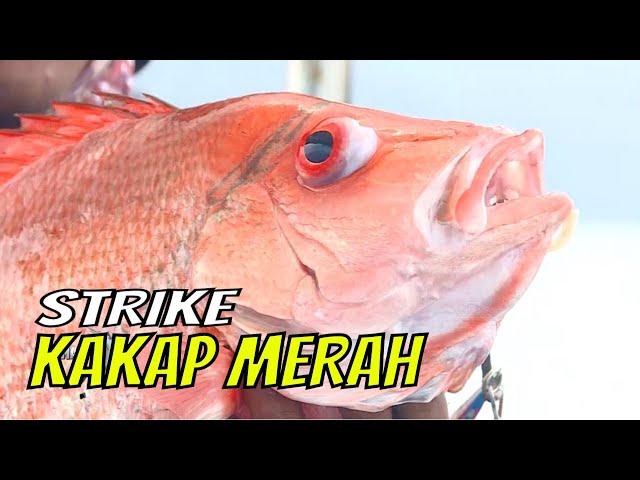 Parade Strike Kakap Merah, Kuwe Lilin, dan Kurisi | MANCING MANIA STRIKE BACK (14/05/23) Part 2