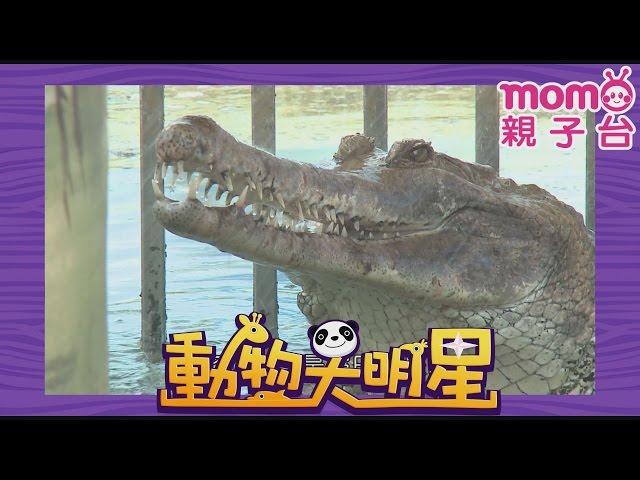 動物大明星 S1【鱷魚】第1季 第11集｜認識動物｜自然生態｜魚類｜爬蟲類｜昆蟲｜海洋生物｜哺乳類｜Animal big star｜兒童電視節目【親子台｜官方HD完整版】momokids