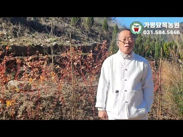 나무도사의농장을소개합니다#묘목구매및식재상담은나무도사가친절히상담해드립니다