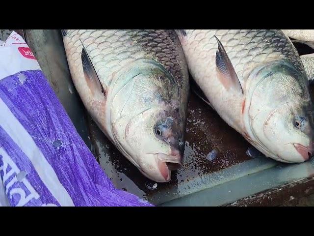 Amazing Big Katla fish in fishmarket