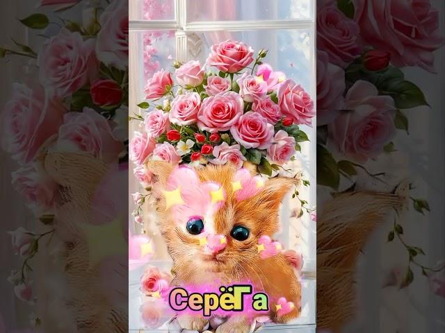 Сергей,с днём рождения  #cat #приколы #cute #котики