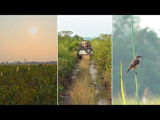 Bhuyanpara Safari Zone in Manas National Park, Assam, India | Eastern range, Manas NP