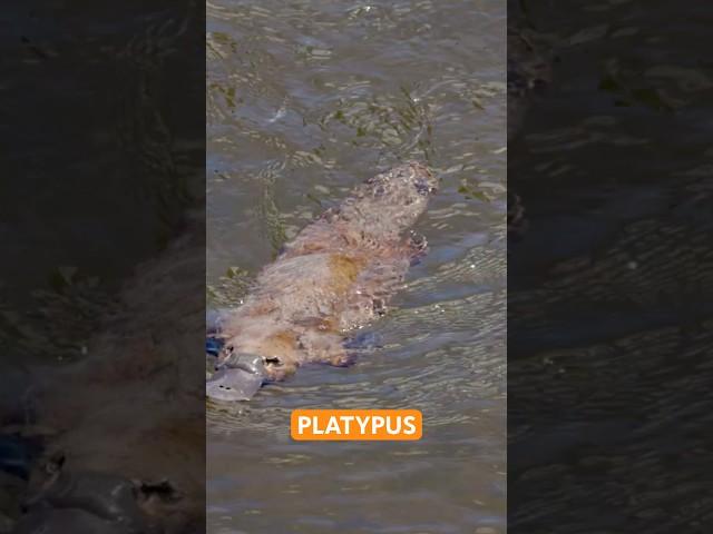 The Astonishing Platypus