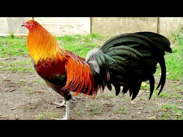 ROOSTER CROWING VIDEOS  ROOSTER SOUND  BEST