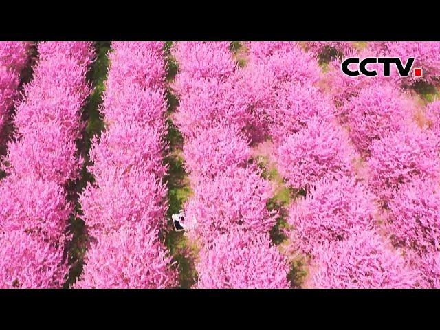 灿若云霞美如画！安徽千亩樱花园迎来盛花期 | CCTV