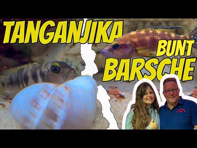 TANGANJIKA BUNTBARSCHE richtig halten & züchten - Experten-Tipps v. Dirk Jansen für gesunde Fische