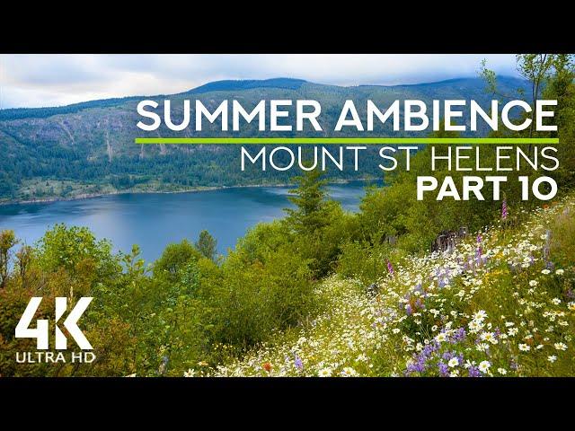 8 HOURS Summer Ambience at Wild Flower Fields - Bees Buzzing & Birds Chirping for Relaxation #10
