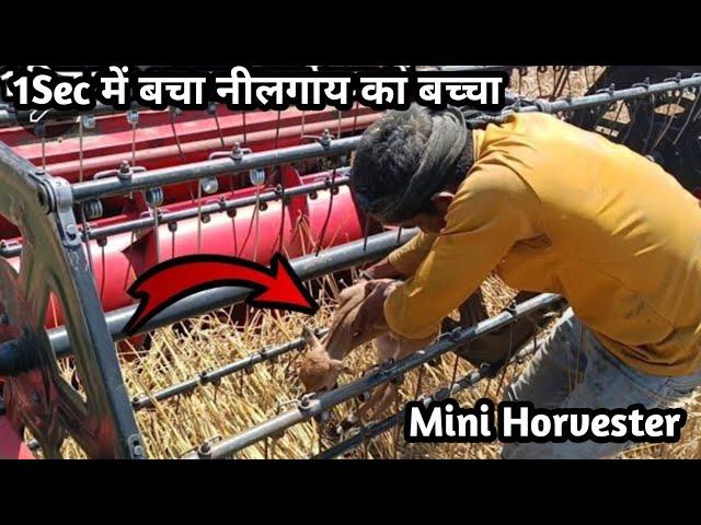 Mini Horvester Se Marane Se Bach Deer Ka Bachcha मरने से बचा नील गाय का बच्चा shail Indian