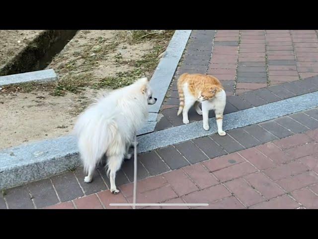 동동이 vs 고양이 (2탄)