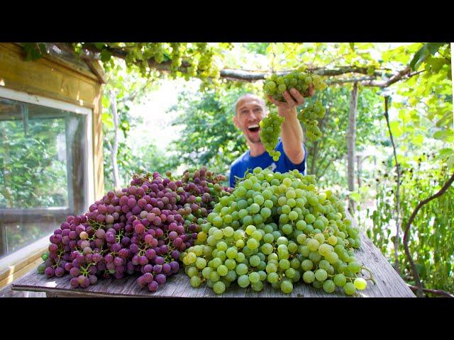 Epic September Backyard Garden Harvest 