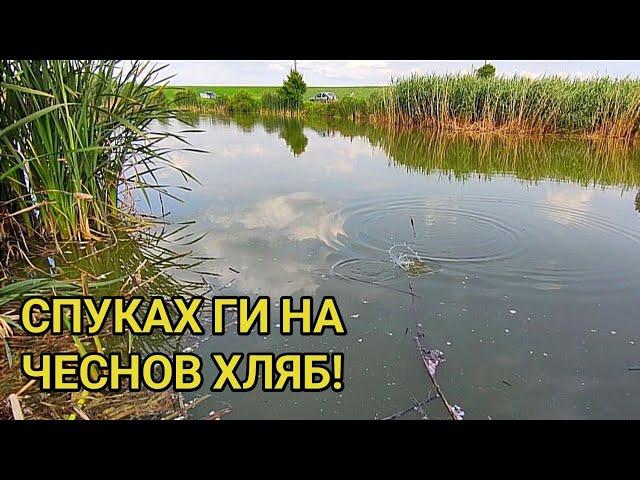 Майсторски риболов на риба със стръв от пресен чесън и селски хляб! Рибата полудя с този аромат!