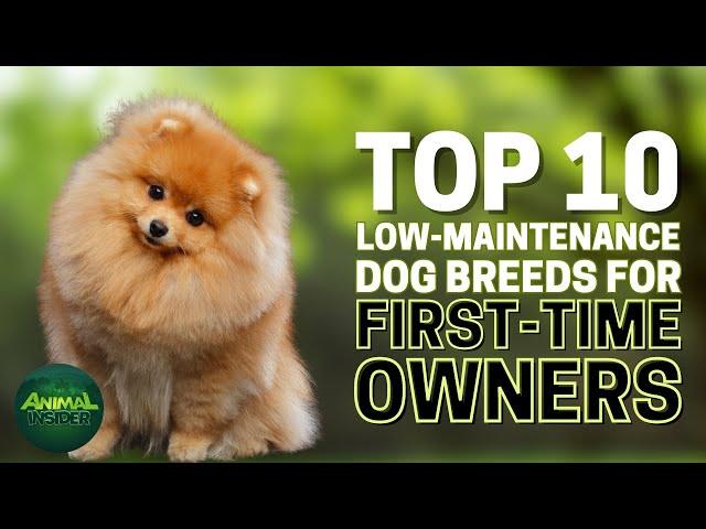 Top 10 Low-Maintenance Dog Breeds for First-Time Owners