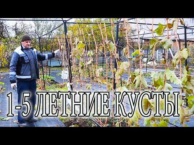 КАК ОБРЕЗАТЬ КУСТ ВИНОГРАДА ОСЕНЬЮ