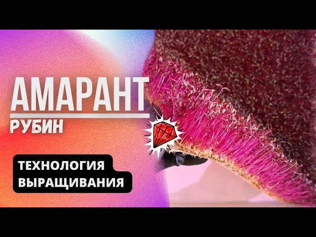 Амарант Рубин | Технология выращивания | Народные Семена