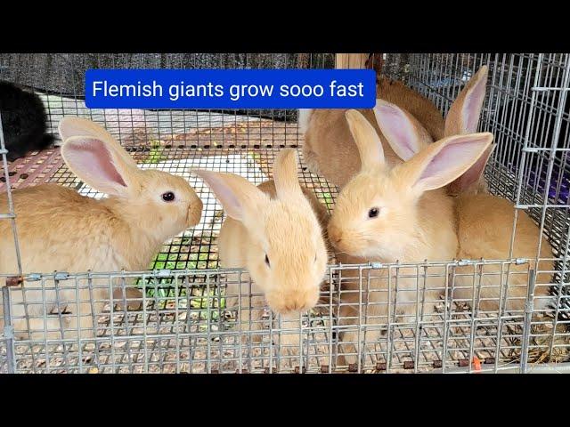 How fast Flemish giant rabbits grow up. showing different stages.