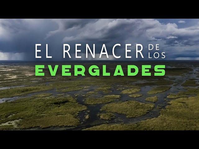 El Renacer de los Everglades