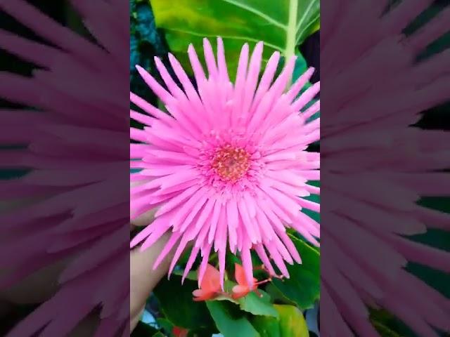 #PinkDaisy