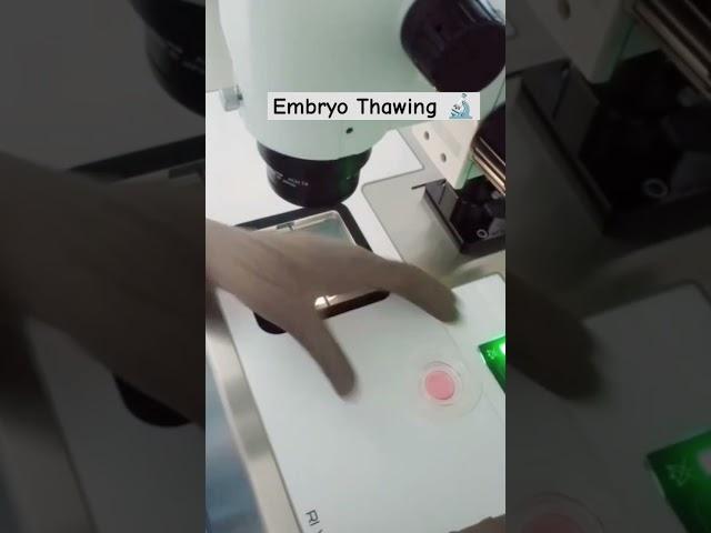 Embryo Thawing #embryo #morula