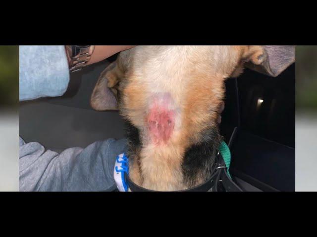 Puppy injured during Off Leash K9 training