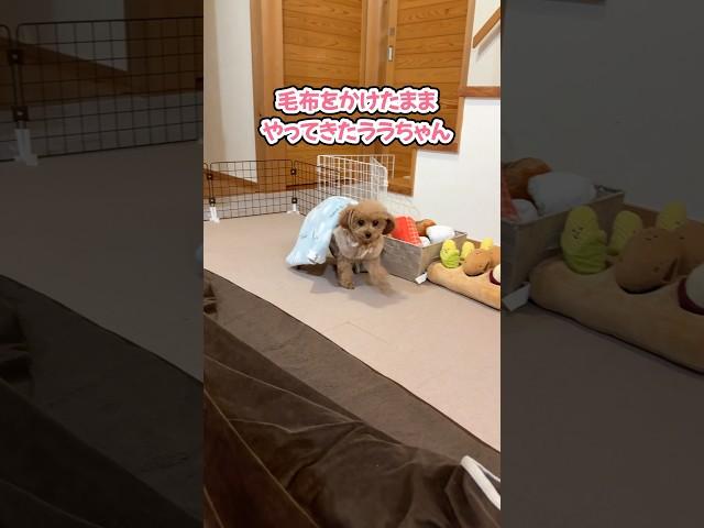 犬あるある？毛布をかけたまま歩くトイプードル #shorts #トイプードル #可愛い犬