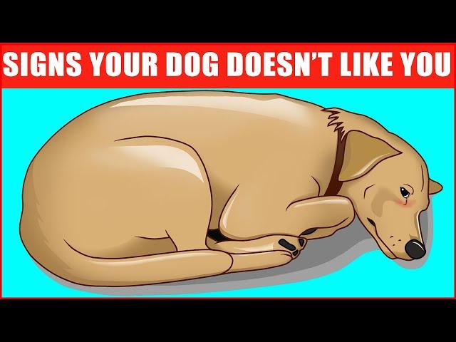 14 Signs Your Dog Doesn’t Love You (Even if You Think They Do)