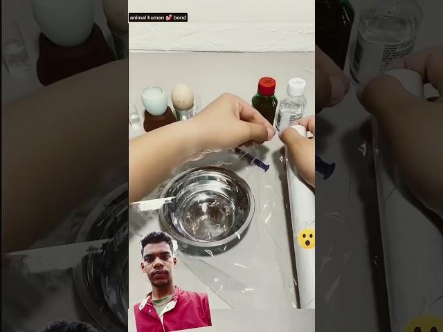 dog eggs