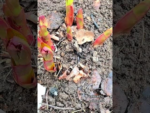 СДЕЛАЙТЕ ЭТО и ПИОНЫ будут яркие и крупные! Весенняя подкормка и уход за пионами #shorts #short