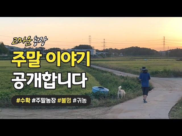 고마운 농장의 흔한 주말