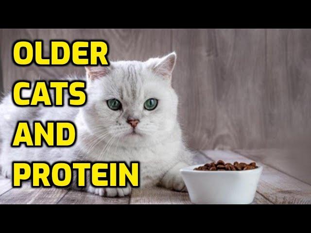 Is High Protein Food Bad For Senior Cats?