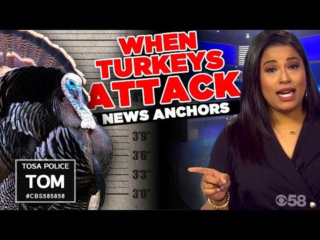 Gang of Tosa turkeys run 'afowl' of CBS 58 anchor