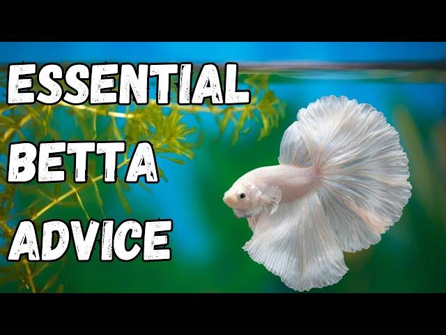 7 Essential Betta Keeping Tips for 2024 - BETTA KEEPERS MUST WATCH!