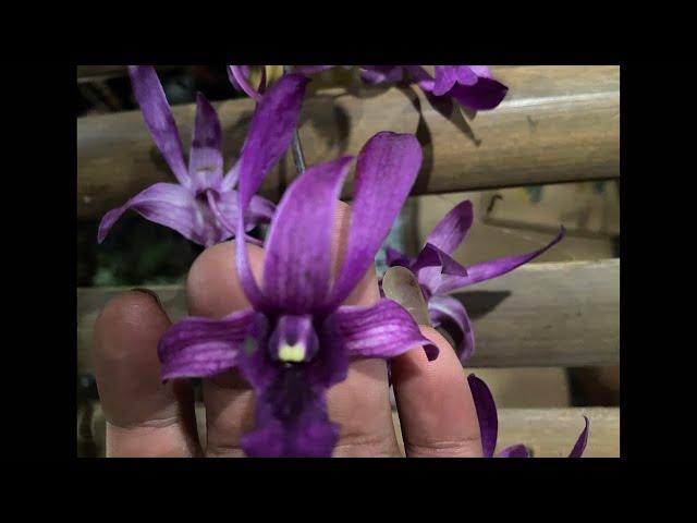 Live anggrek#orchid #anggrek