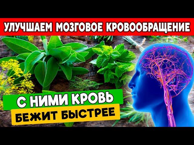 Как РАЗОГНАТЬ Мозговое Кровообращение. 5 - трав, которые ПОМОГУТ Мозгу Лучше РАБОТАТЬ.