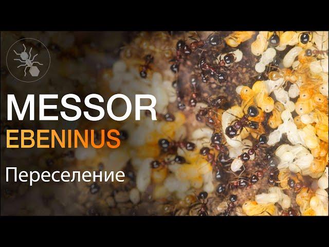 ПЕРЕСЕЛЕНИЕ ОГРОМНОЙ СЕМЬИ МУРАВЬËВ ЖНЕЦОВ ИЗ ИЗРАИЛЯ! Messor ebeninus - Большое Расширение!