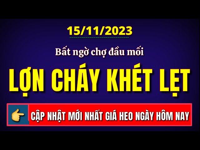 Giá heo hơi ngày hôm nay 15/11/2023 || Bất ngờ chợ đầu mối miền Bắc cháy lợn