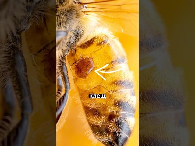 The insidious bee mite #amitesh #bees