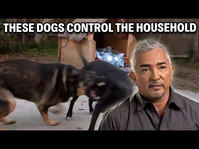 How Pet Owners Can Enable Bad Dog Behavior | Cesar 911 Season 3, Ep. 7 - Part 2