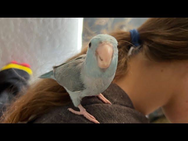 3 Parrotlet Trouble Taming Techniques #parrot_bliss #parrot #parrotlet #parrotlets