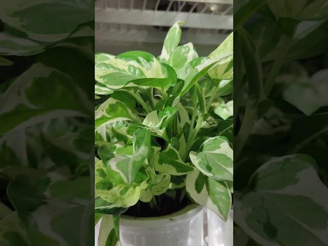 Golden Pothos #nature #garden #beautiful #plants #youtube #naturelovers #flowers