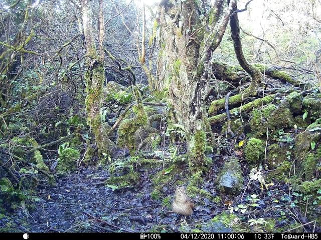 An elusive Woodcock (Scolopax rusticola) filmed on a trail camera in Ireland