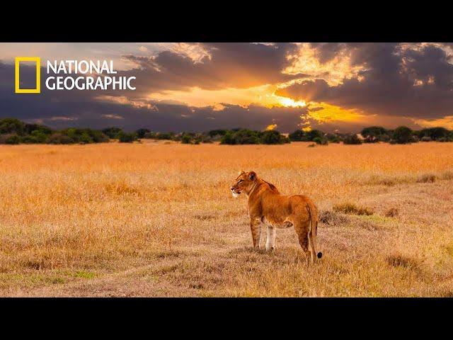 Savannah Life of Wild Africa  National Geographic Documentary 2023 Full HD