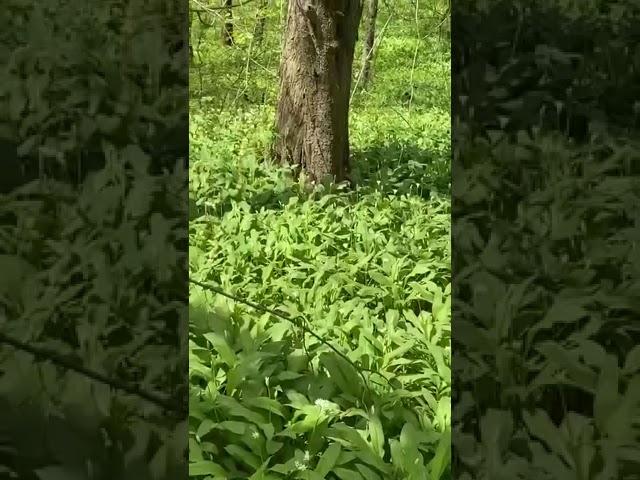 пробовали черемшовый мёд. #пчеловодство #мёд #обучение #пчеловод #пчелы