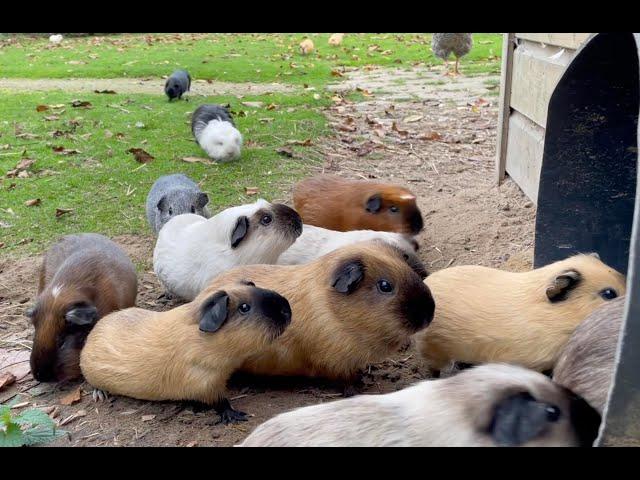 Guinea pigs exit and enter the tube.