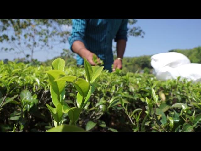 Tea Picking at Almost Heaven Farm