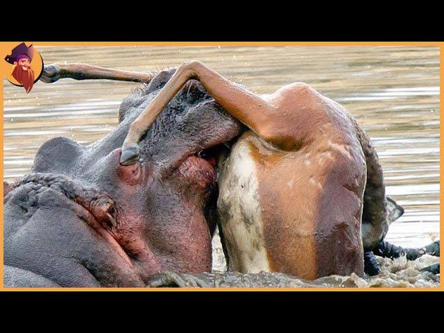 14 Angry Hippos Attacking And Crushing Their Opponents